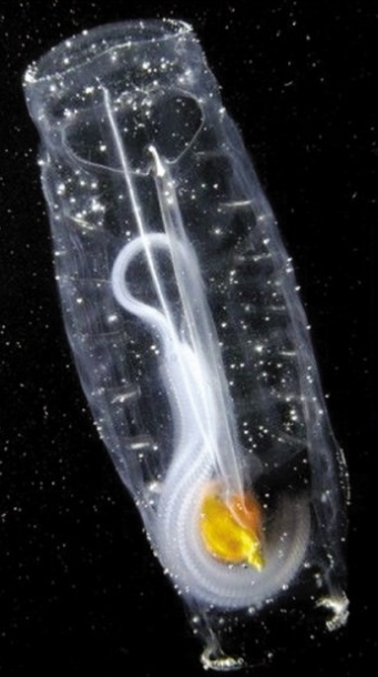 盘点自然界十种美丽的透明生物(4)