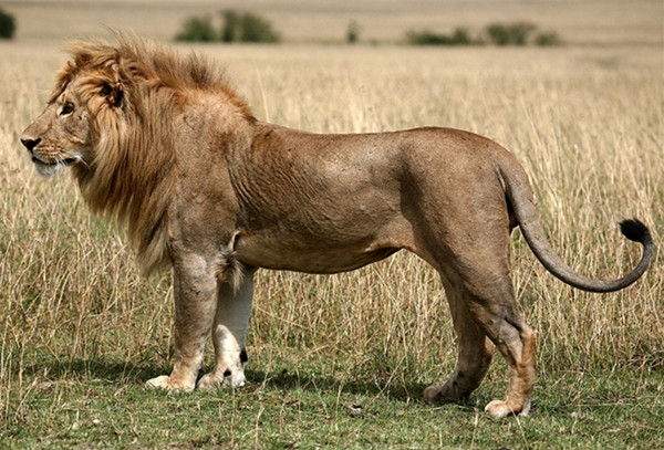 陆地上跑得最快的十种动物动物，最快时速112英里(2)