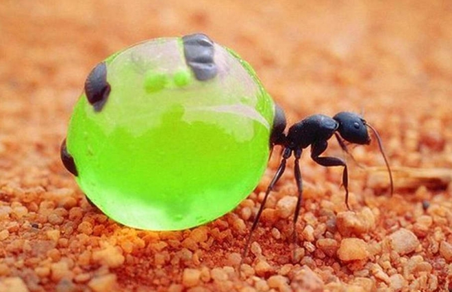 世界上‘最好吃’的‘蚂蚁’(2)