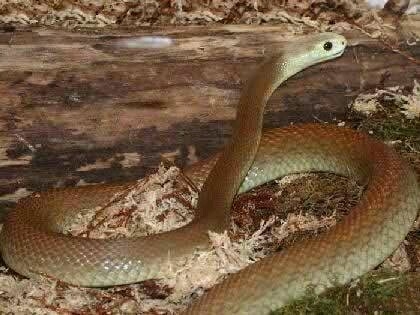 全球最恐怖的十种蛇，眼镜蛇五步蛇均未入榜(4)