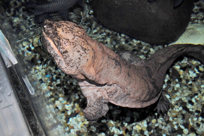 世界上十大巨型动物(3)