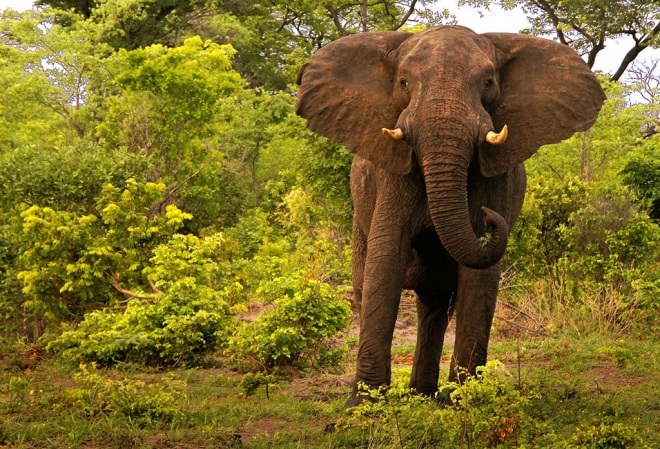 世界上十大巨型动物(1)