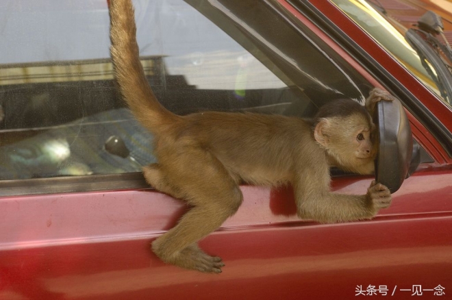 动物让人啼笑皆非的瞬间(1)