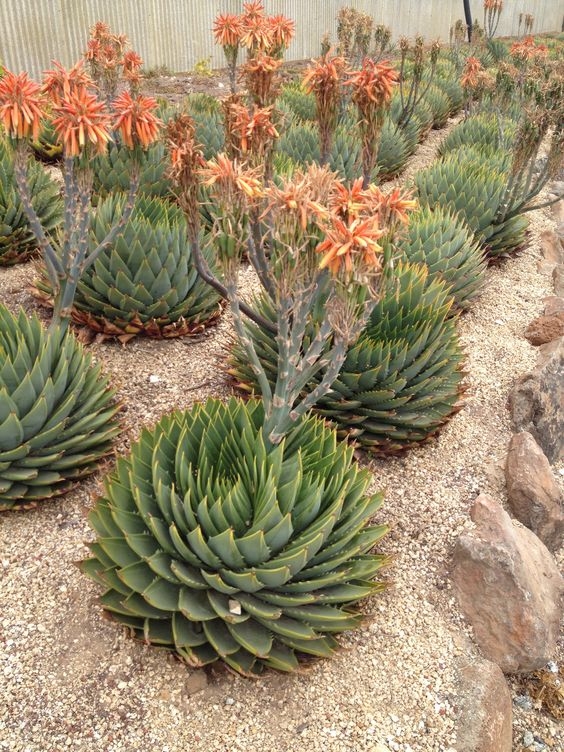 国内上万元的女王芦荟，黑人小哥表示：在我家后院全都是(2)