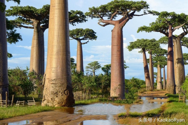 神似潘多拉星球上的植物(3)