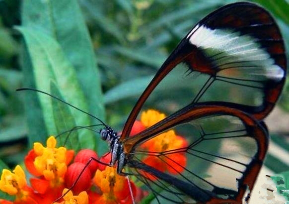 世界上最惊心动魄的14张图 可能你一辈子也见不到(2)