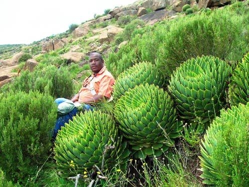 国内上万元的女王芦荟，黑人小哥表示：在我家后院全都是(1)