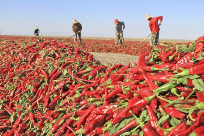 农村这种收辣椒的大场面，你经历过吗(1)