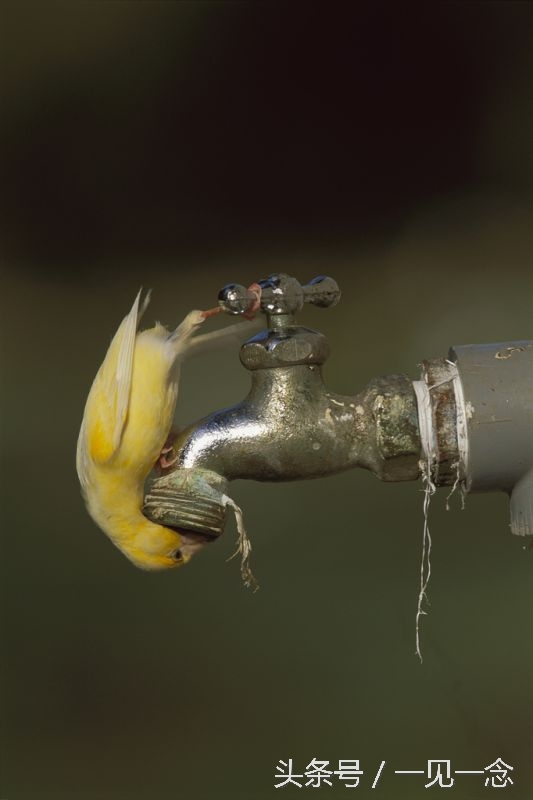 动物让人啼笑皆非的瞬间(3)