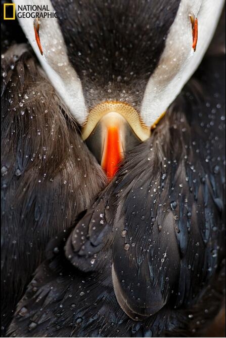 《国家地理》杂志评选的2016年最佳照片(2)