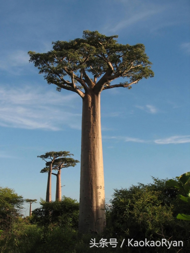 神似潘多拉星球上的植物(1)