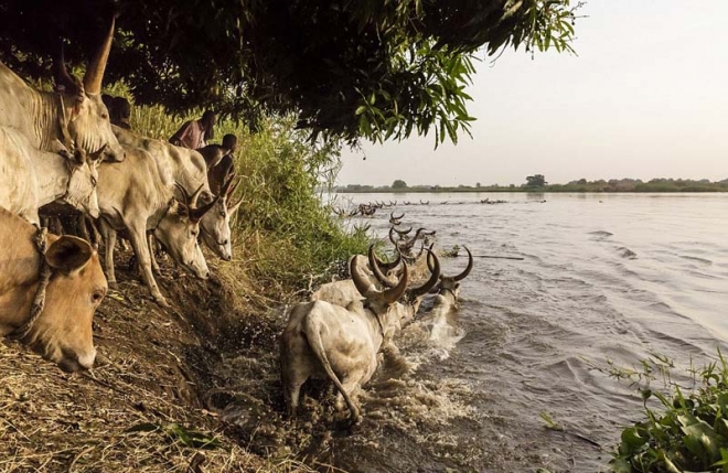 这个持枪保护牛群的部落，每年有两千人为此付出生命(3)