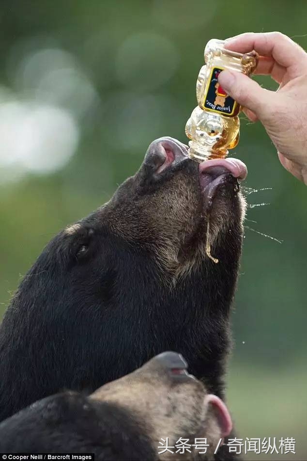 62岁老太太饲养大棕熊和老虎当宠物，堪称世上最牛老太太(2)