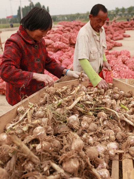 入冬大蒜价格飚升，农民却愁容满面，表示很无奈！(2)