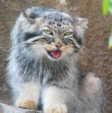 想给大家简单说说兔狲这货！表情最丰富的猫科动物(4)