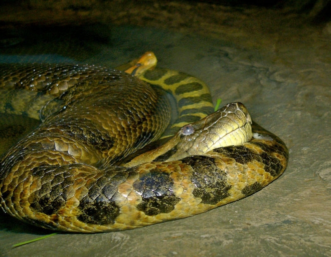 全球最恐怖的十种蛇，眼镜蛇五步蛇均未入榜(2)