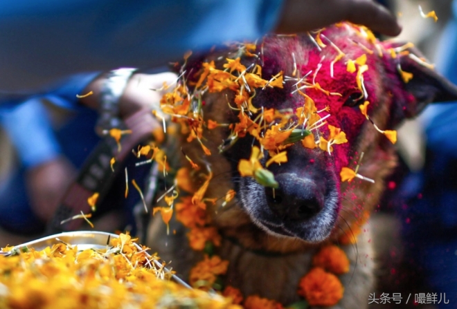 也真是“命好”，这些动物生在这些国家竟受到这般待遇(1)