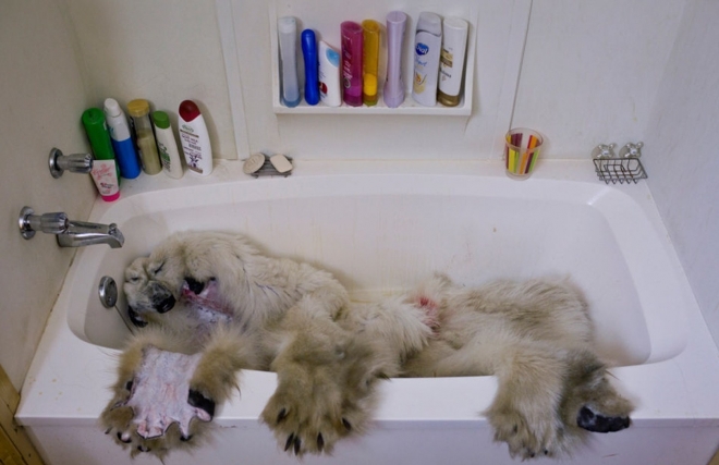 饮鸩止渴：实拍北极圈里的“合法”猎熊人(6)