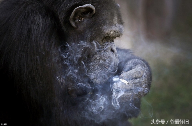 这只会抽烟的黑猩猩成了朝鲜动物园的大明星(2)