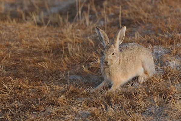 陆地上跑得最快的十种动物动物，最快时速112英里(1)