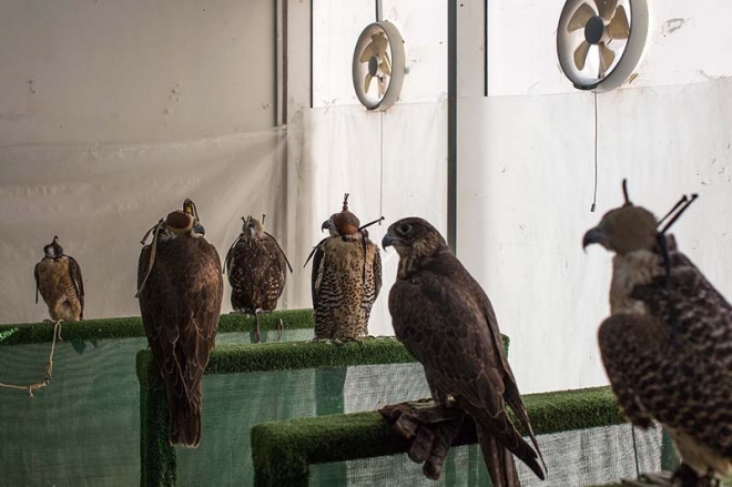 全世界最昂贵的宠物，它是石油土豪们炫富的工具(2)