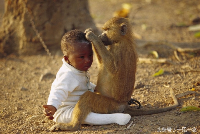 动物让人啼笑皆非的瞬间(2)