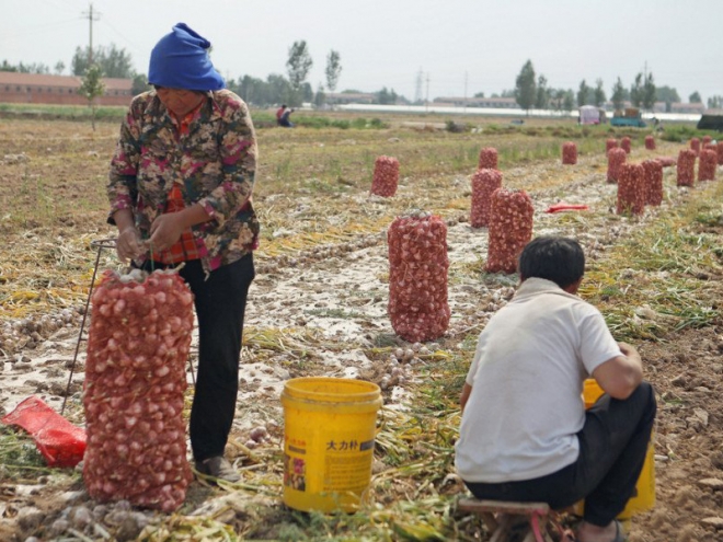 入冬大蒜价格飚升，农民却愁容满面，表示很无奈！(2)