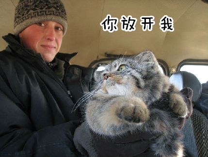 想给大家简单说说兔狲这货！表情最丰富的猫科动物(3)