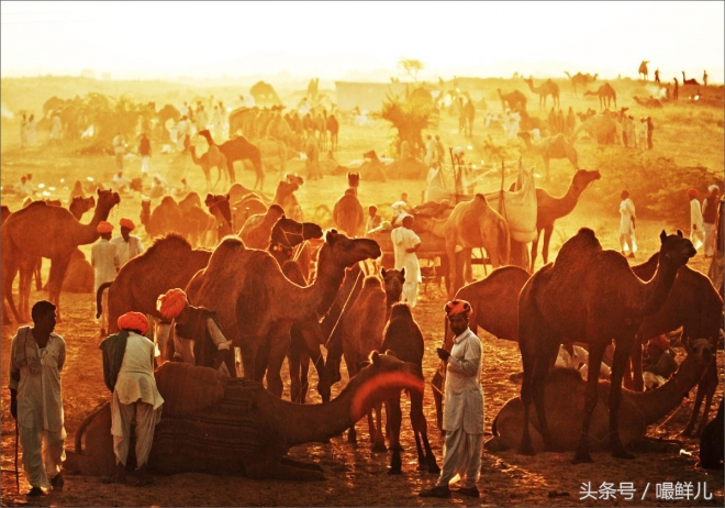 也真是“命好”，这些动物生在这些国家竟受到这般待遇(6)