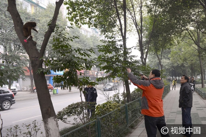 “世界那么大我想去看看” 盘点出逃动物各不相同的“诗和远方”(2)