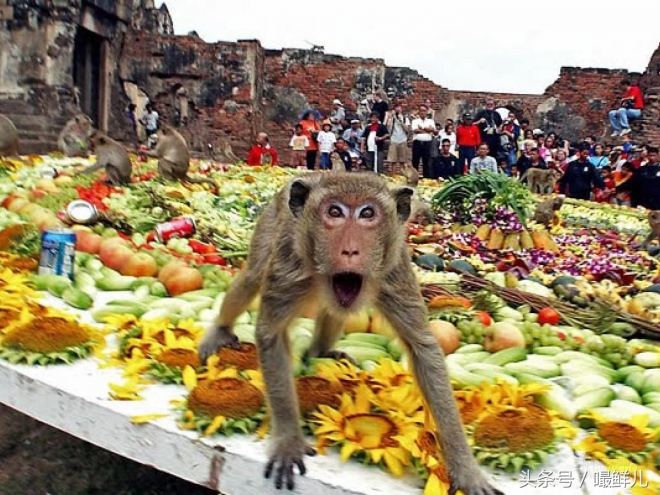 也真是“命好”，这些动物生在这些国家竟受到这般待遇(5)