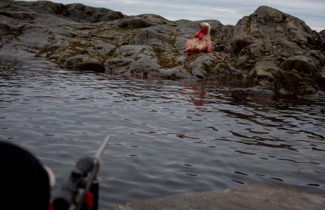 饮鸩止渴：实拍北极圈里的“合法”猎熊人(1)