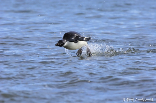动物让人啼笑皆非的瞬间(4)