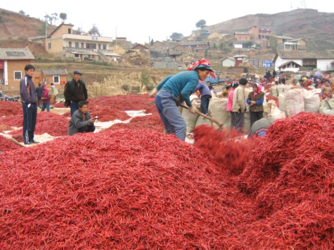 农村这种收辣椒的大场面，你经历过吗(3)