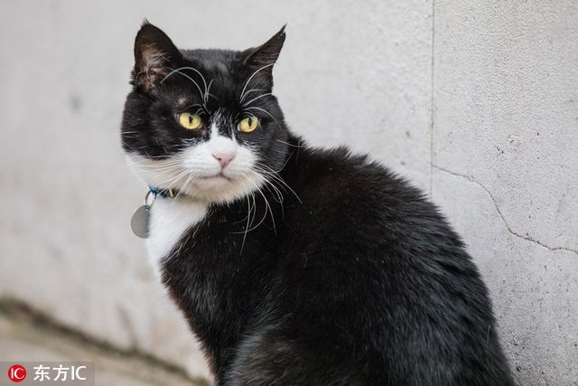 猫奴跪安！参见英国外交部首席灭鼠官(1)