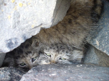 想给大家简单说说兔狲这货！表情最丰富的猫科动物(3)