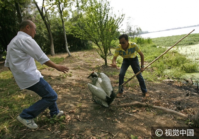 “世界那么大我想去看看” 盘点出逃动物各不相同的“诗和远方”(2)