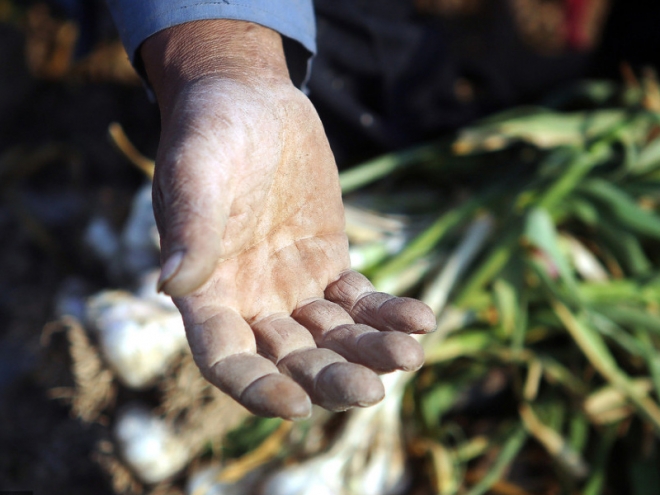 入冬大蒜价格飚升，农民却愁容满面，表示很无奈！(2)