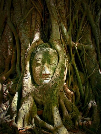 这些大自然的“橘根”，人类比得了吗？(1)