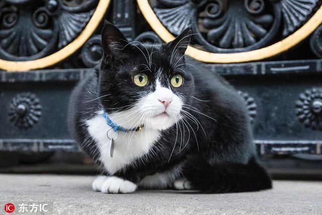 猫奴跪安！参见英国外交部首席灭鼠官(1)