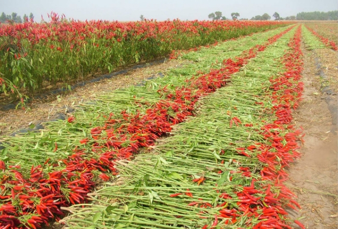 农村这种收辣椒的大场面，你经历过吗(1)