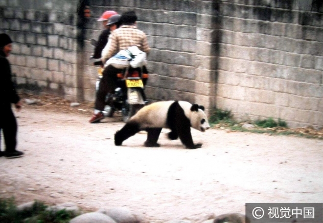 “世界那么大我想去看看” 盘点出逃动物各不相同的“诗和远方”(1)