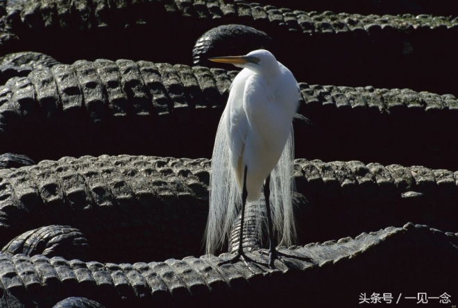 动物让人啼笑皆非的瞬间(3)