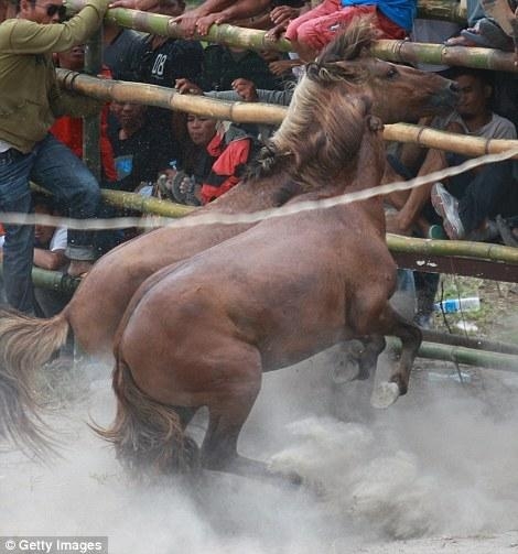 直击菲律宾非法斗马，血腥残忍，为争夺母马战斗至死方才结束(1)