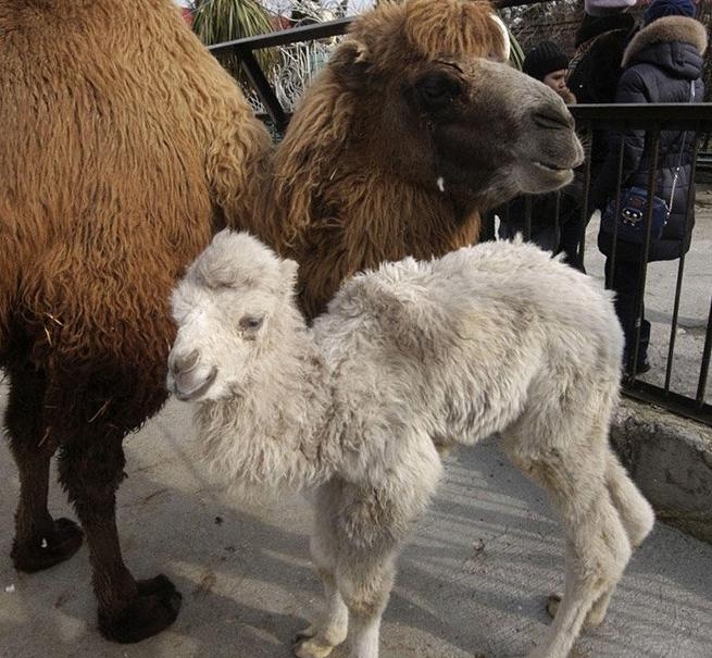 盘点那些迷人稀有的白化动物(5)