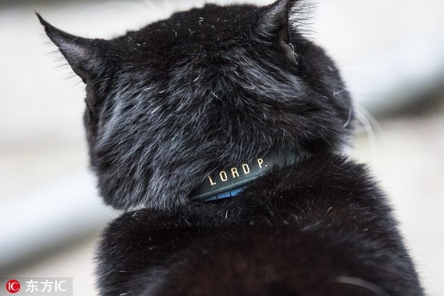 猫奴跪安！参见英国外交部首席灭鼠官(3)