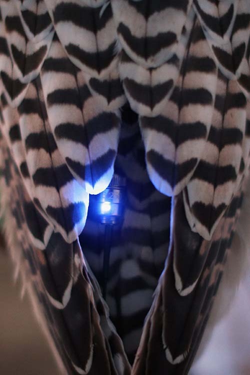 全世界最昂贵的宠物，它是石油土豪们炫富的工具(4)