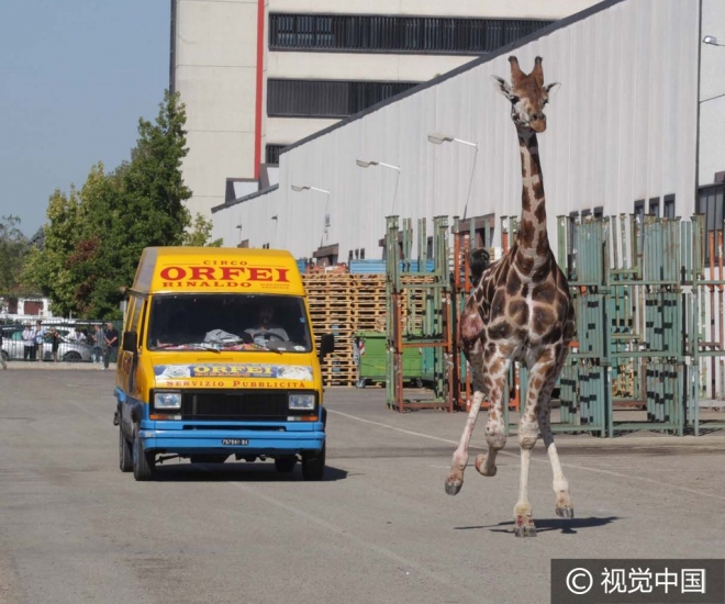 “世界那么大我想去看看” 盘点出逃动物各不相同的“诗和远方”(4)