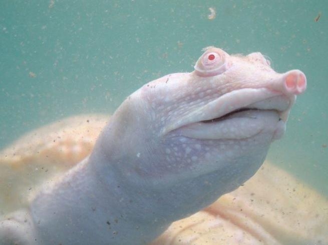 盘点那些迷人稀有的白化动物(4)