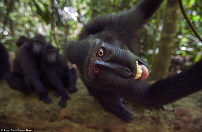 实拍镜头感十足的猴子(1)